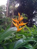 Flora