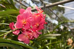 Chiang Mai orchid farm